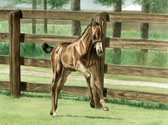 Warmblood Colt